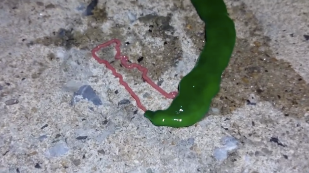 Ribbon Worm from Taiwan