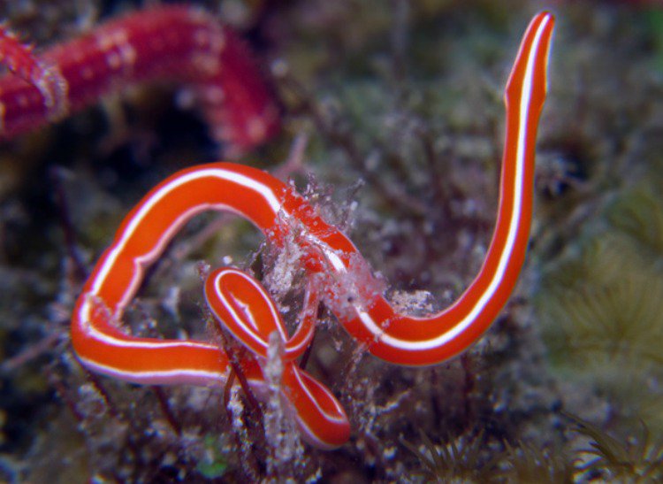 Морской червь размер. Ленточные черви немертина. Морские черви немертины. Немертины турбеллярии.